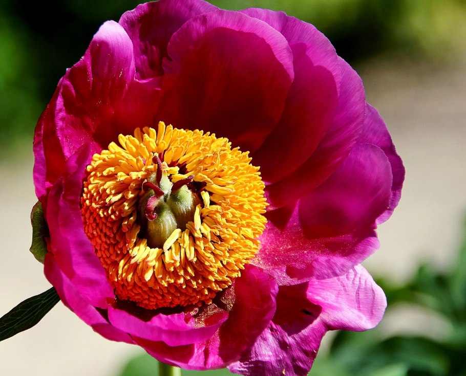 Пестик пиона