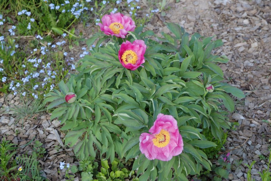 Пион лекарственный mollis