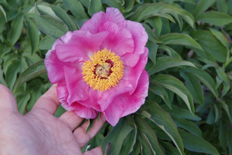 Пион Paeonia officinalis mollis