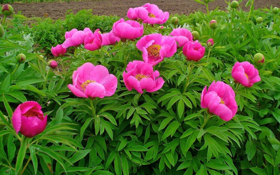 Пион уклоняющийся (Paeonia anomala)