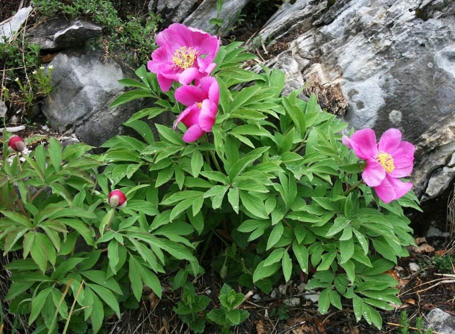 Эльза СААЗ пион