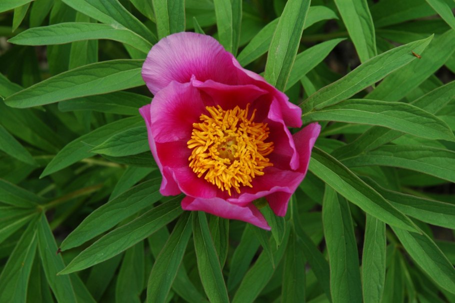 Марьин корень