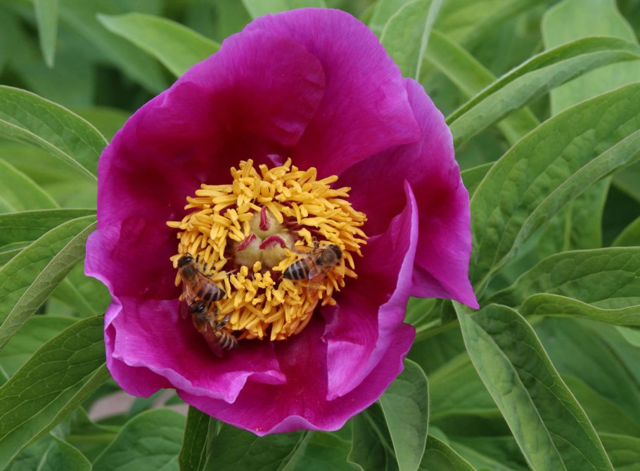 Пион officinalis rubra Plena