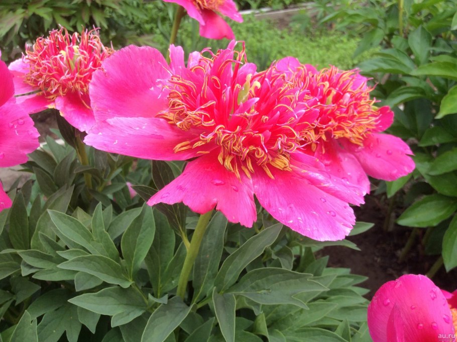 Пион Розеа плена