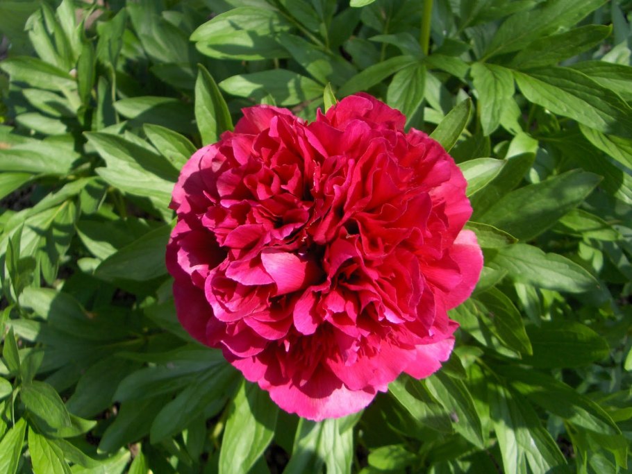 Пион лекарственный (обыкновенный)