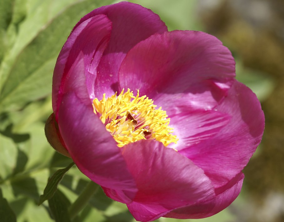 Дикий пион Марьин корень