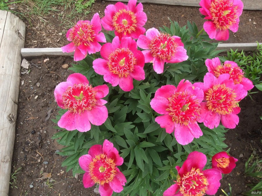 Пион Марьин корень 'Alba Plena'