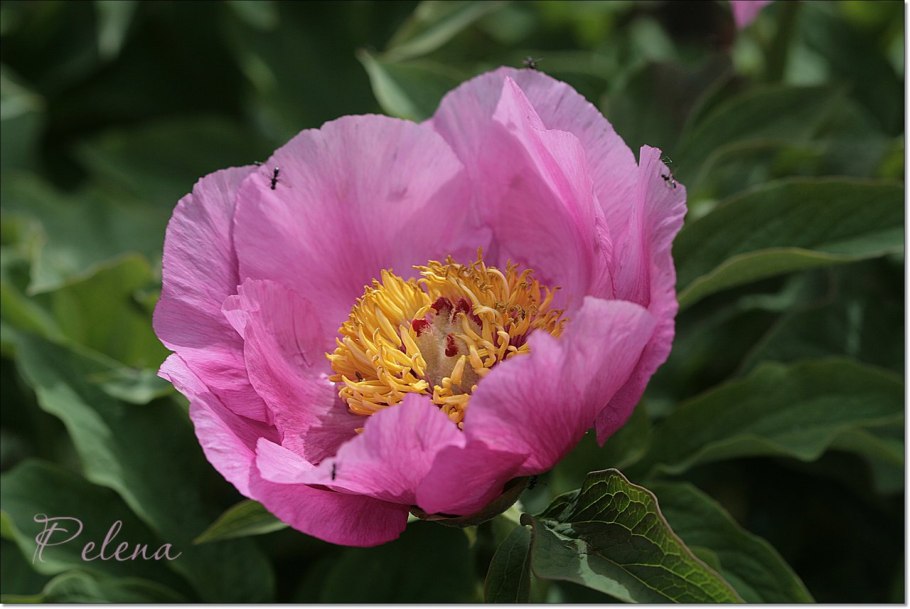 P. officinalis 'APS' пион