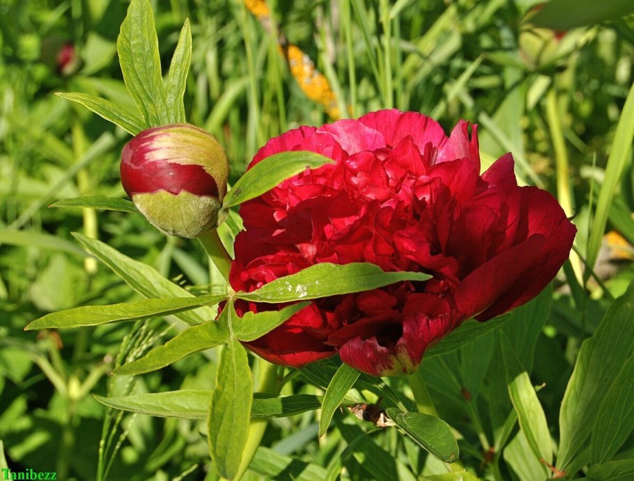 Пион Моллис