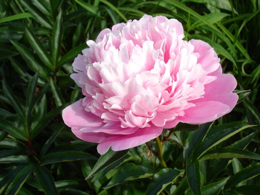 Пион уклоняющийся Марьин корень