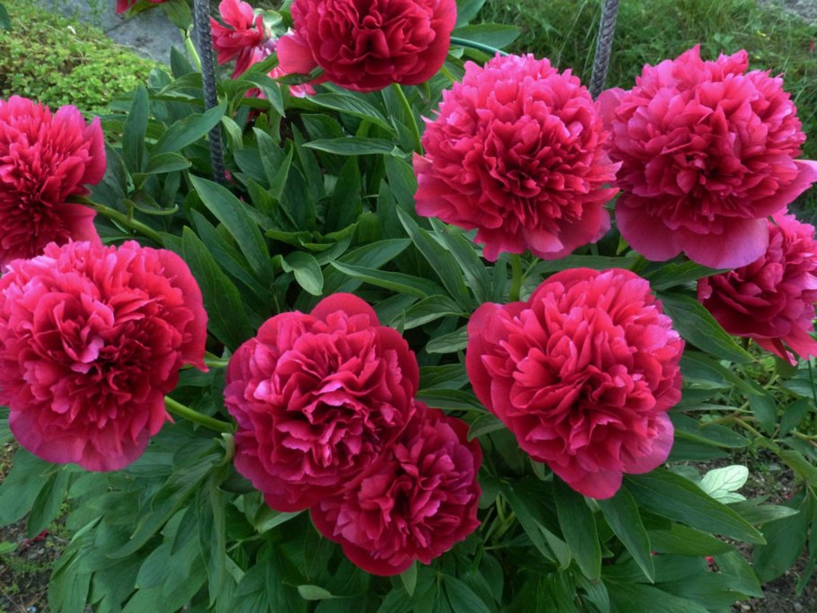 Пион оффициналис Розеа плена