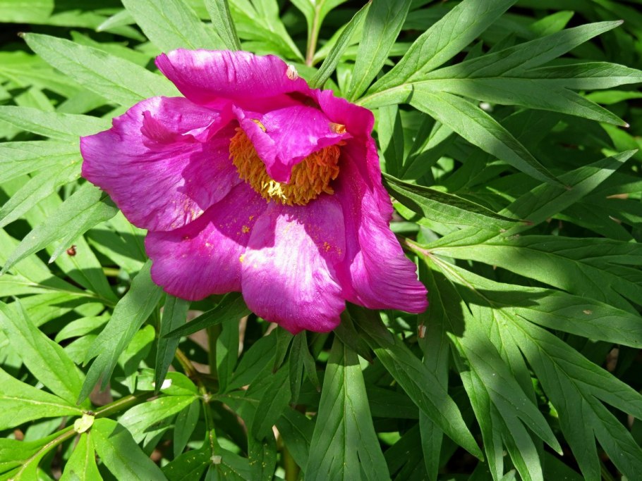 Пион officinalis rubra Plena