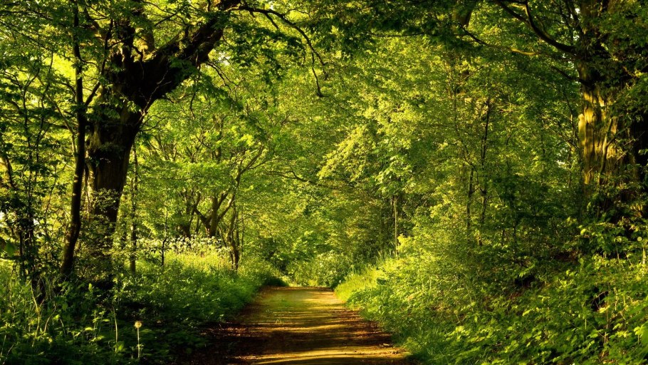 Зеленая тропинка