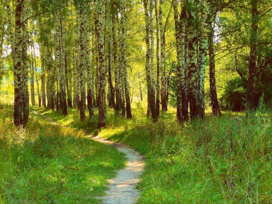 Саракташ Березовая роща