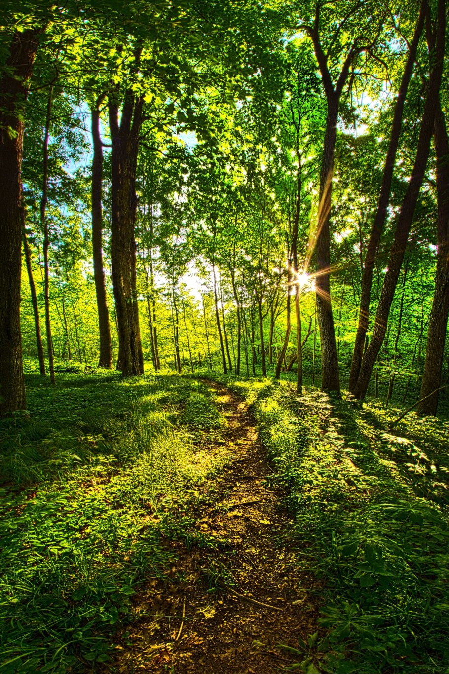 Летов в лесу