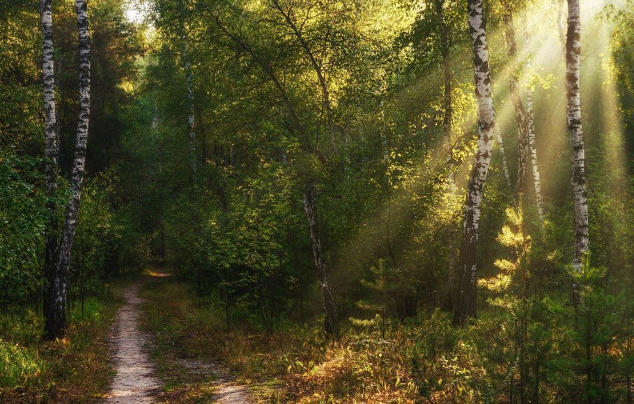 Лесная опушка тропинка