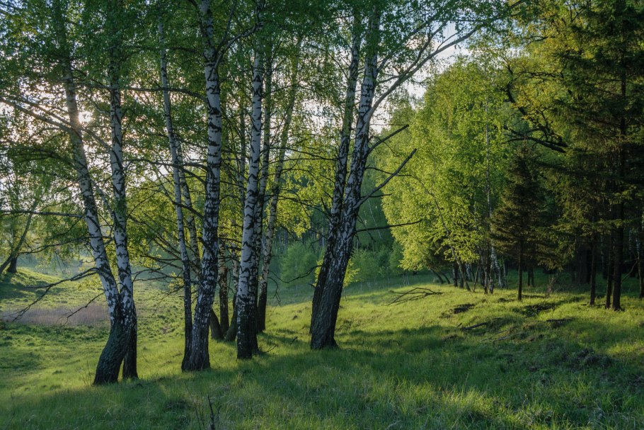 Летом в лесу