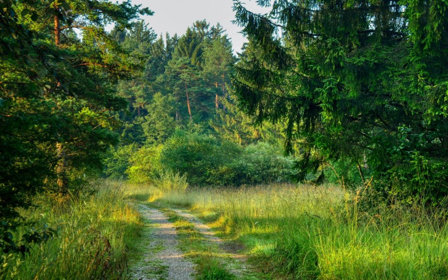 Лес Березовая роща