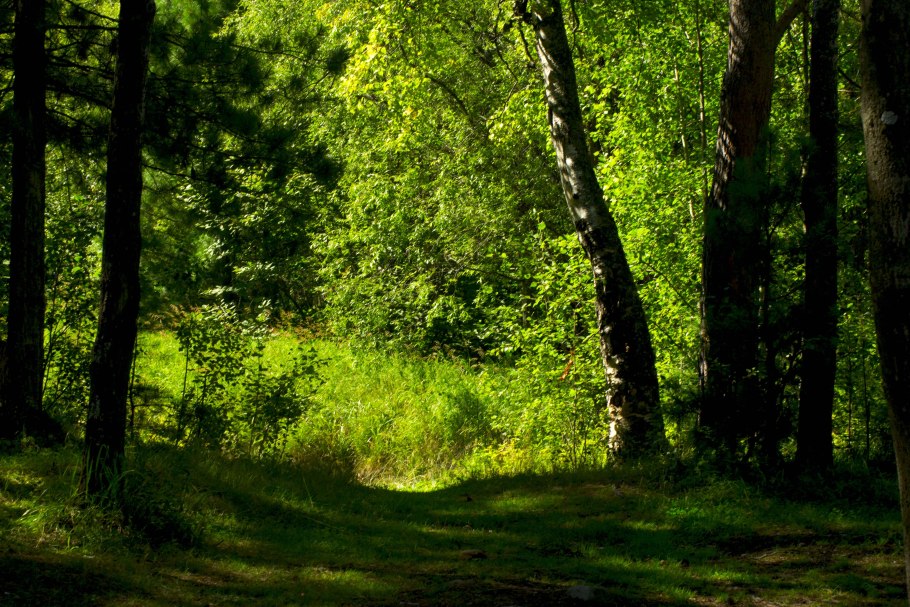 Лето в лесу