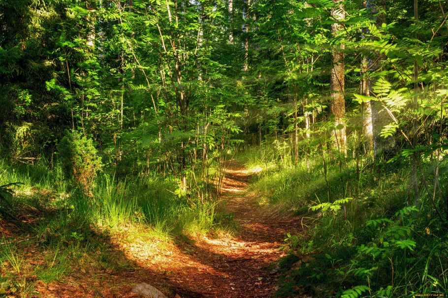 Тропка, тропочка Лесная