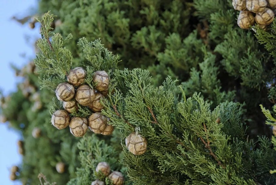 Cupressus sempervirens хвоя