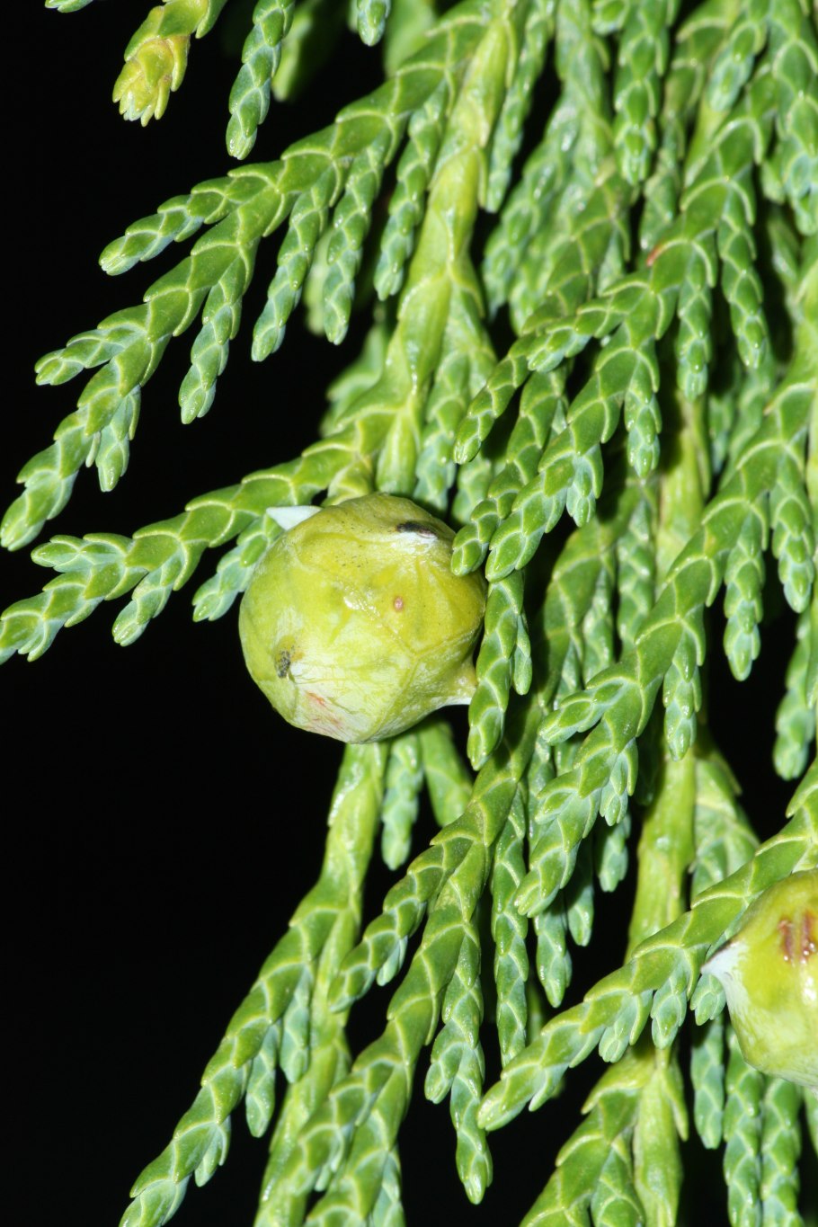 Goldcrest Cupressus Кипарис