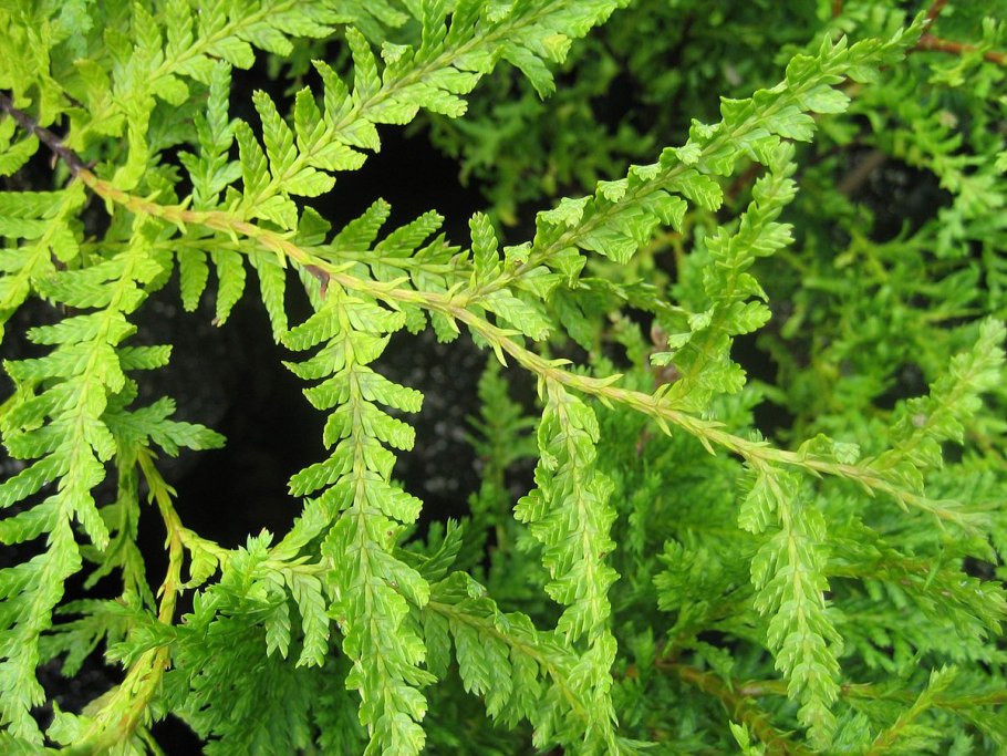 Кипарис вечнозеленый (Cupressus sempervirens)