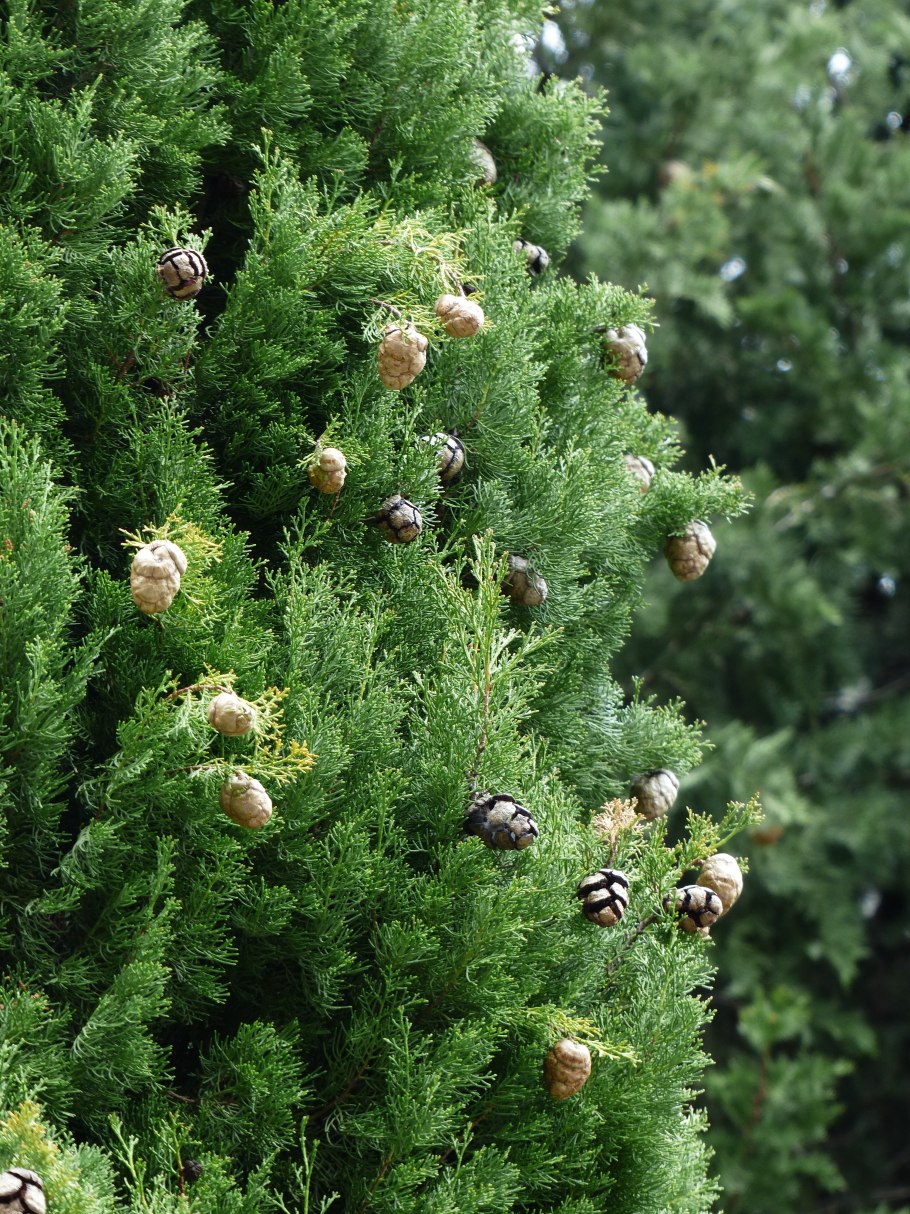Cupressus sempervirens l. Кипарис вечнозеленый