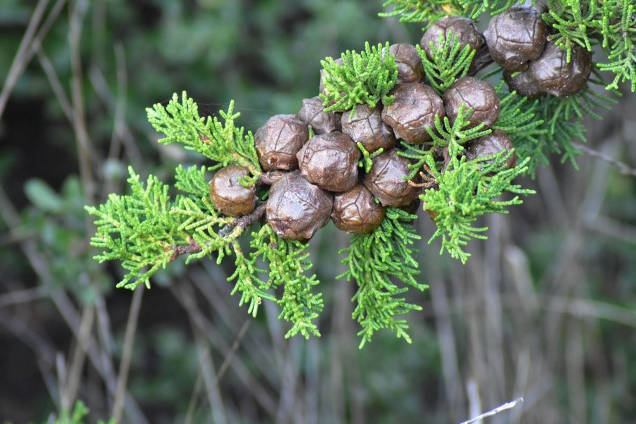 Cupressus nootkatensis