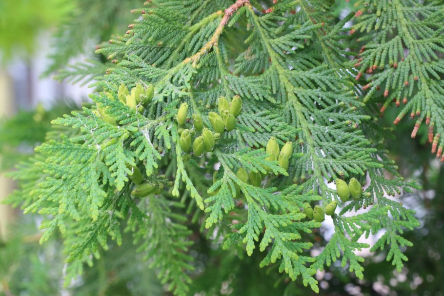 Семейство Кипарисовые (Cupressaceae)