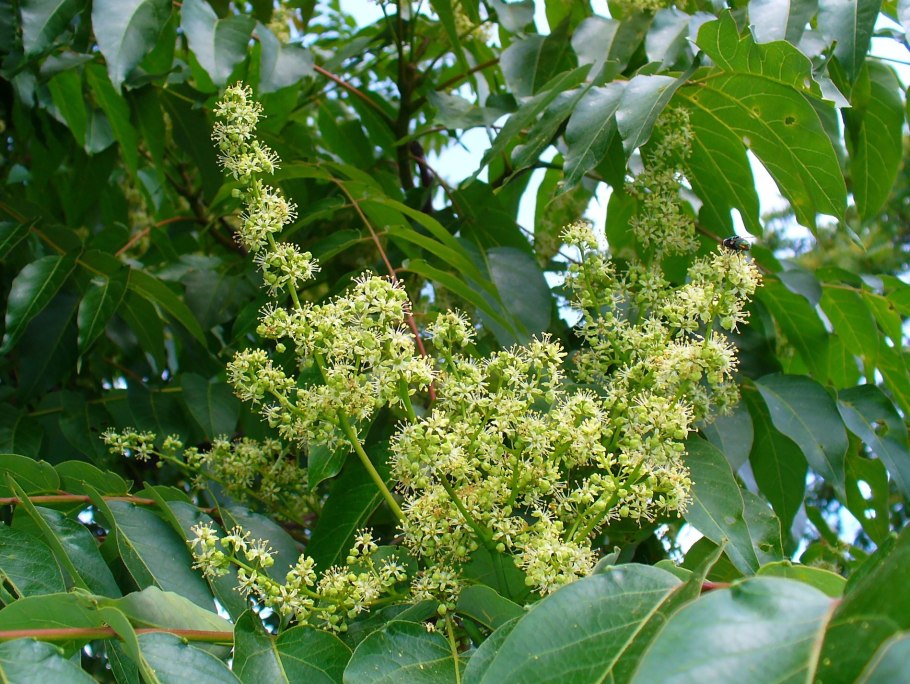 Айлант высочайший, китайский ясень (Ailanthus altissima)