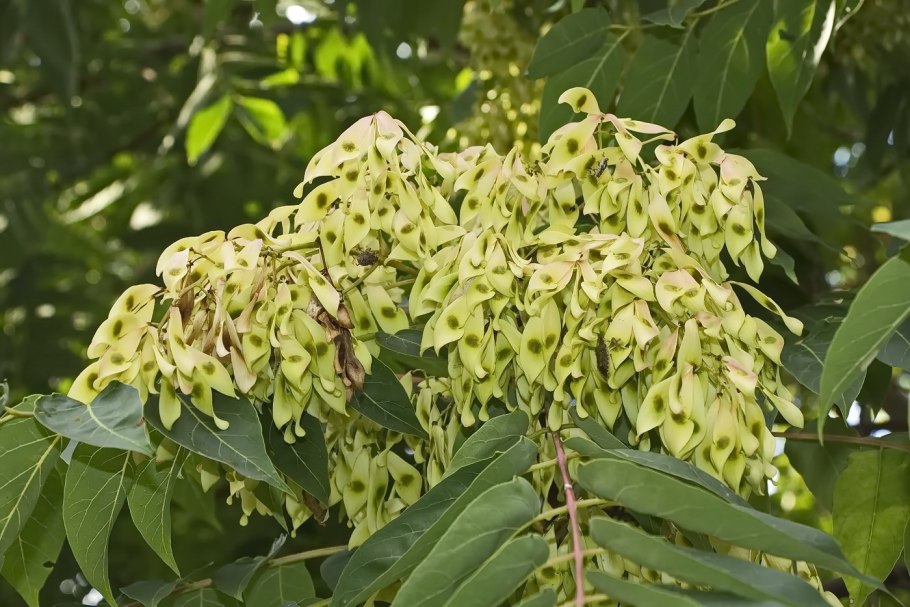 Айлант altissima