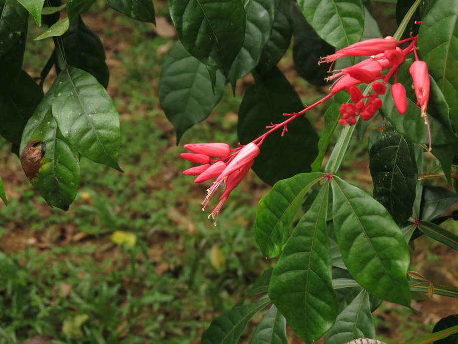 Айлант высочайший Ailanthus altissima Ботаническое