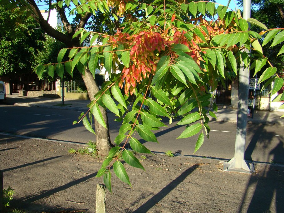 Айлант китайский ясень