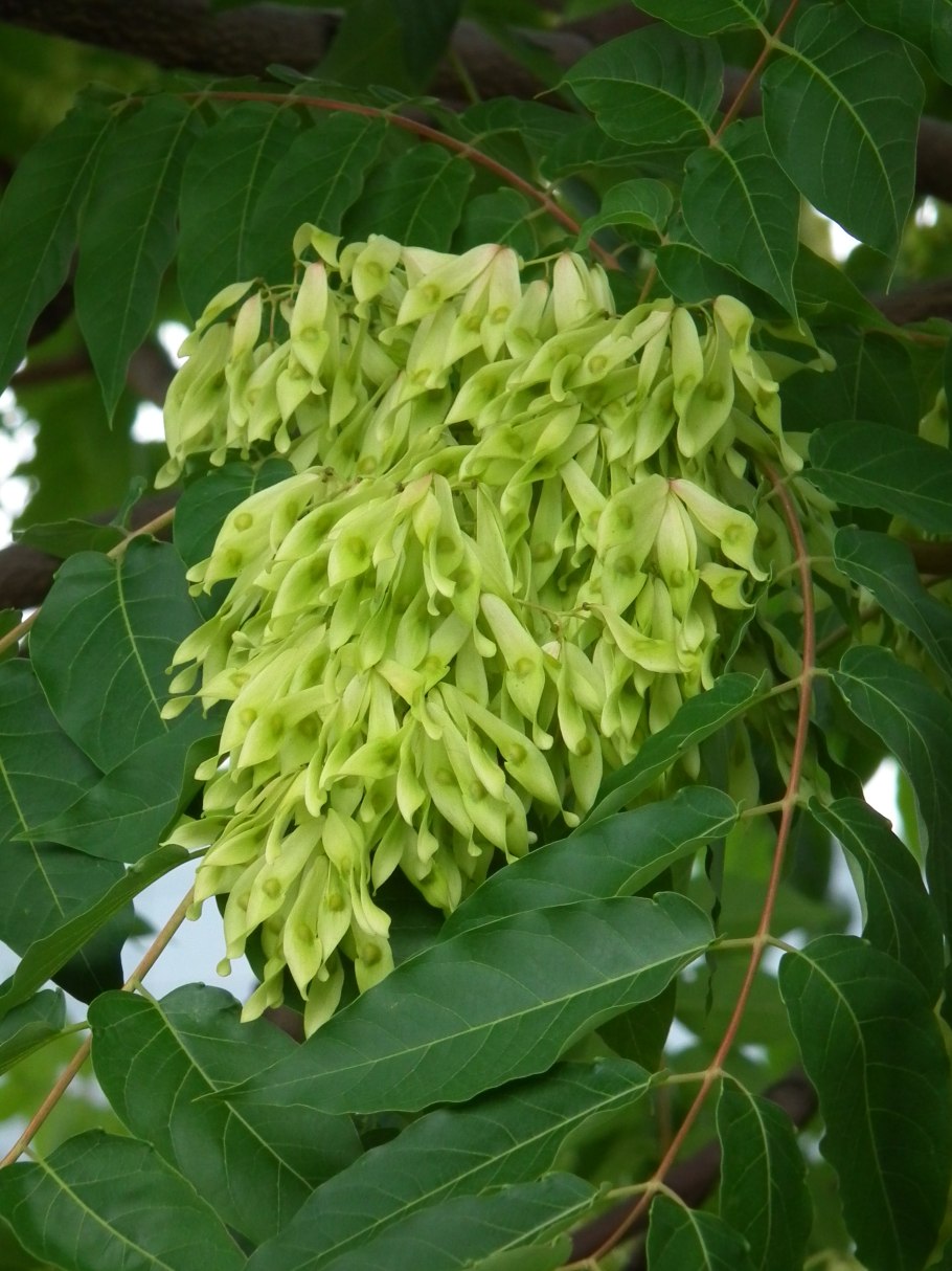 Quassia Amara фото