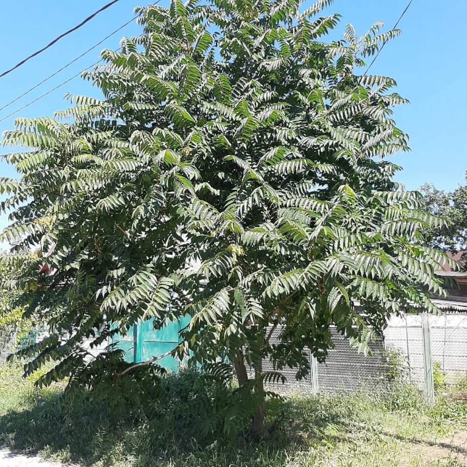 Айлант китайский ясень