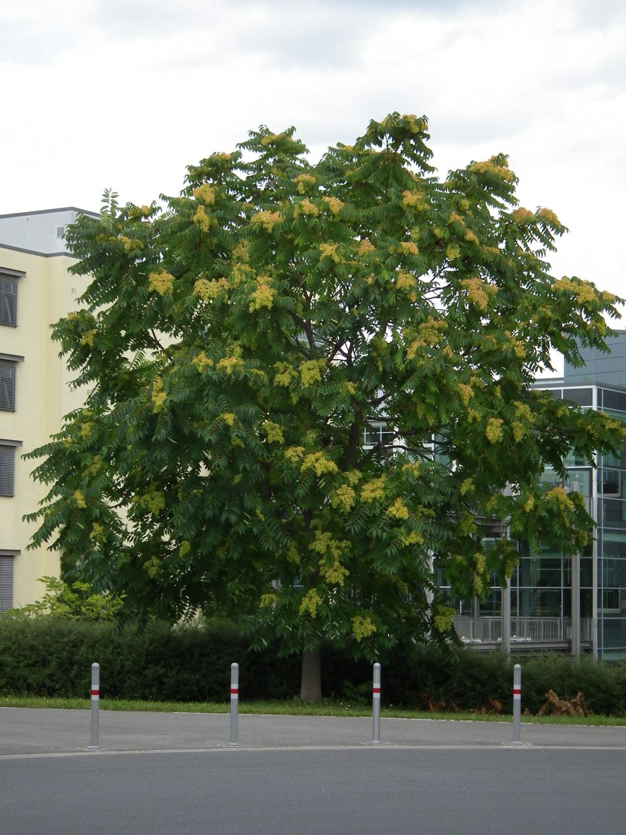 Ailanthus altissima растение