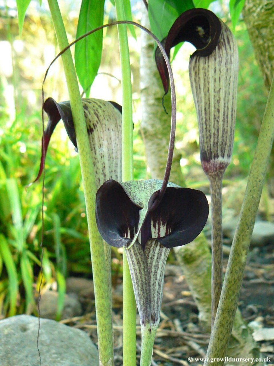 Arisaema consanguineum