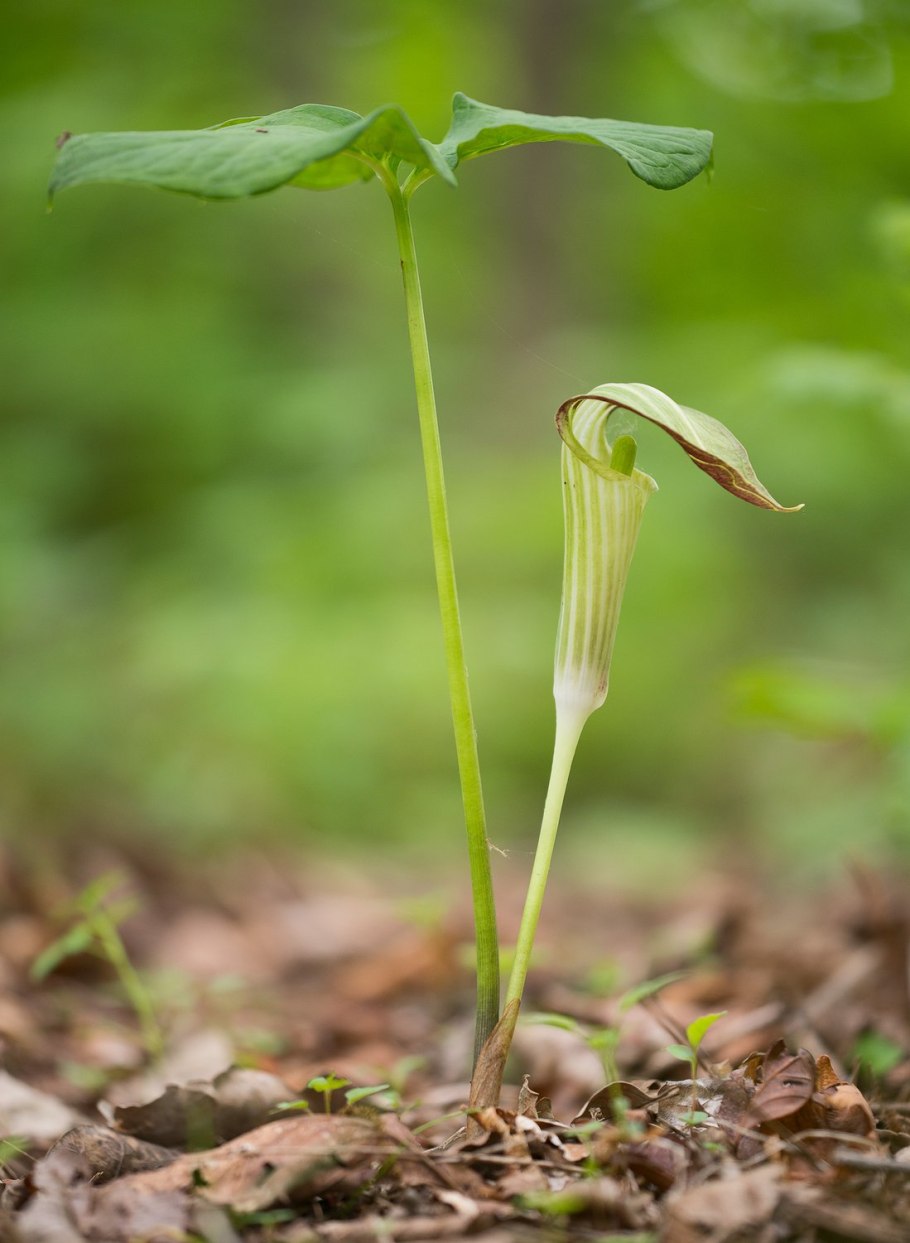 Красные ягоды во мху
