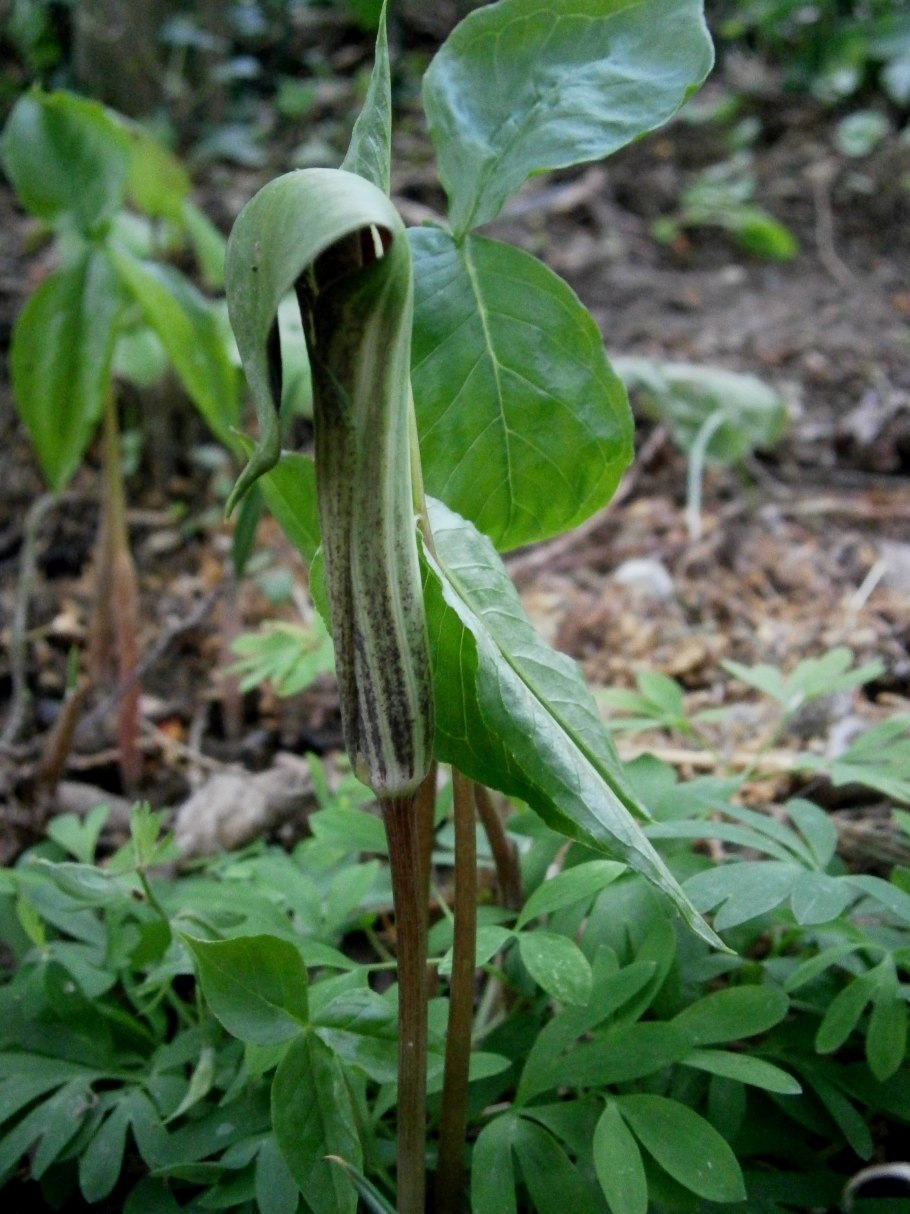 Аризема Полуостровная