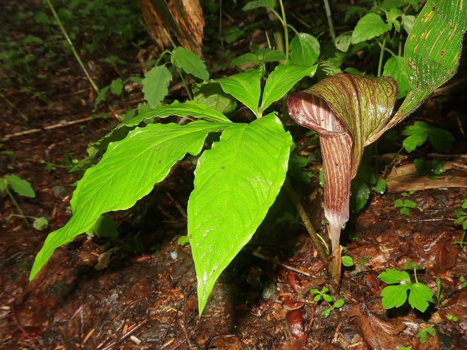 Аризема Амурская плоды