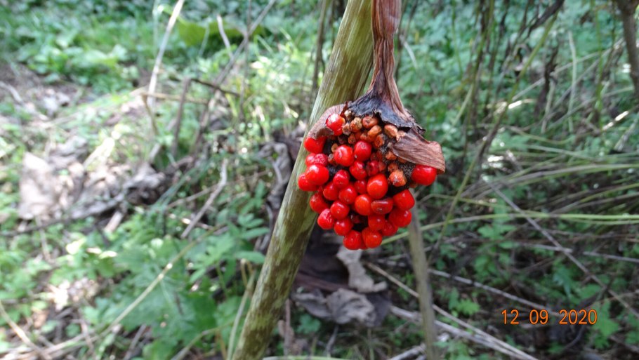 Аризема драконовая