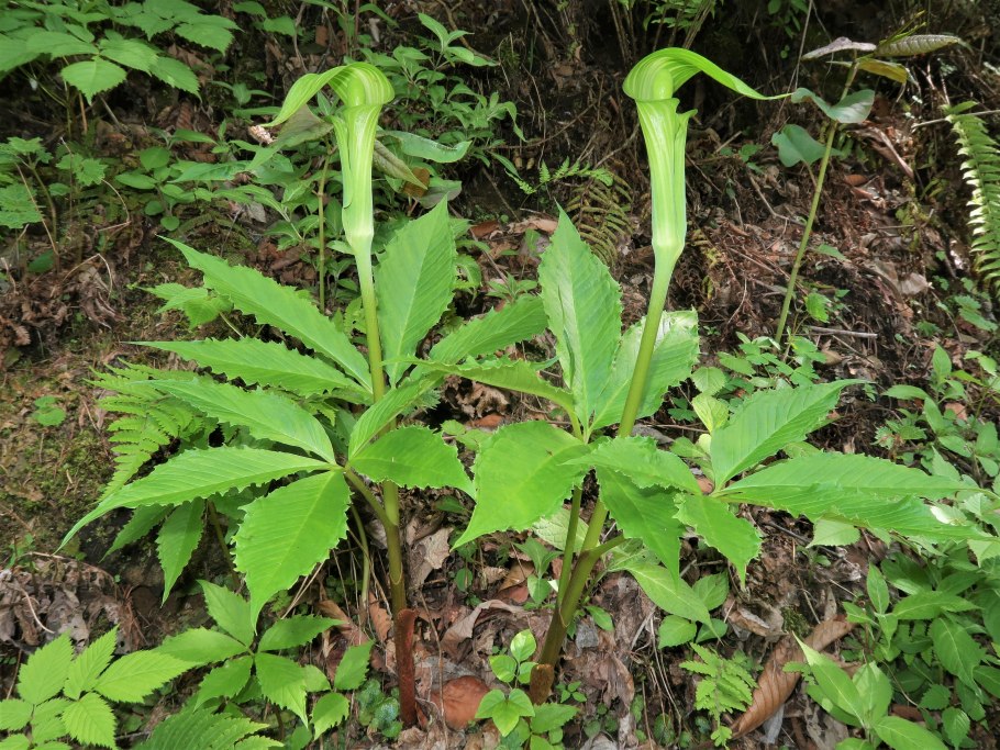 Аризема кохинхинская