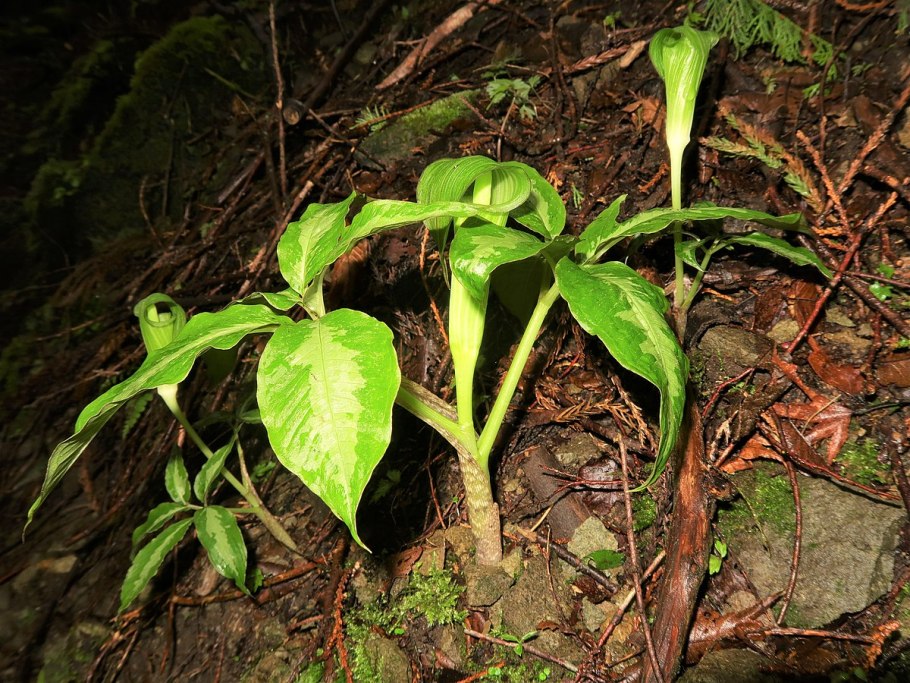 Веселое растение фото