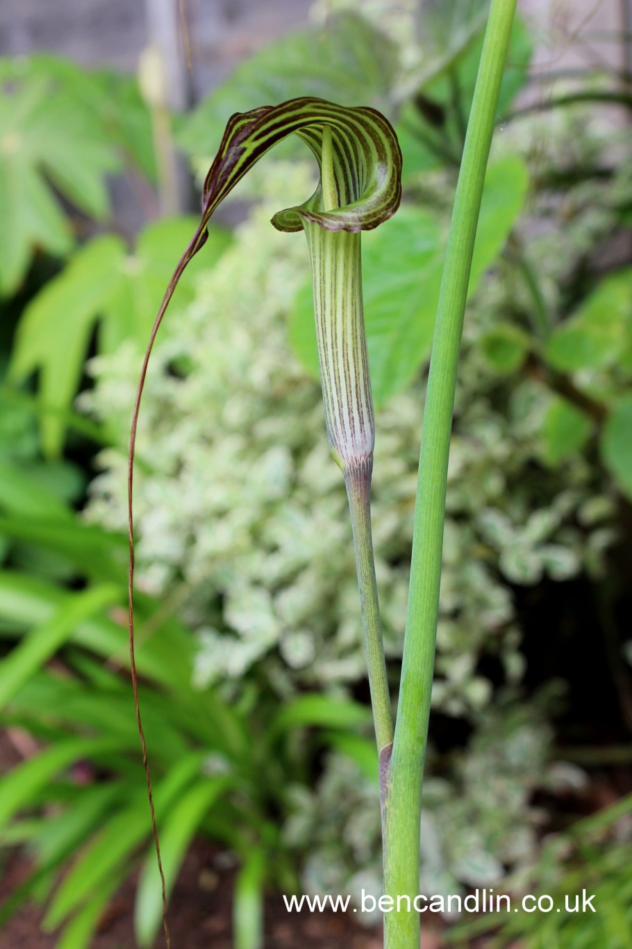 Arisaema serratum