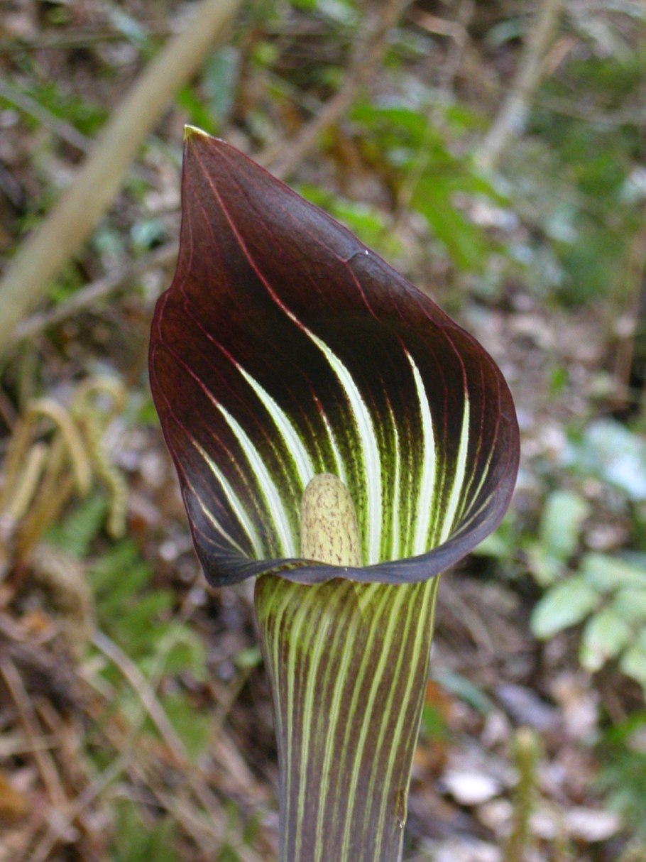 Аризема Полуостровная