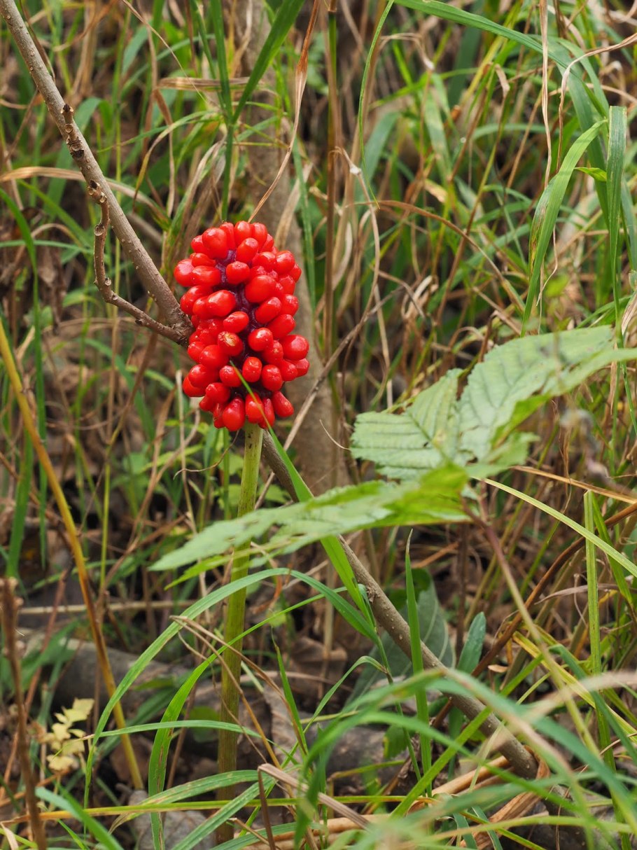 Аризема Уатта