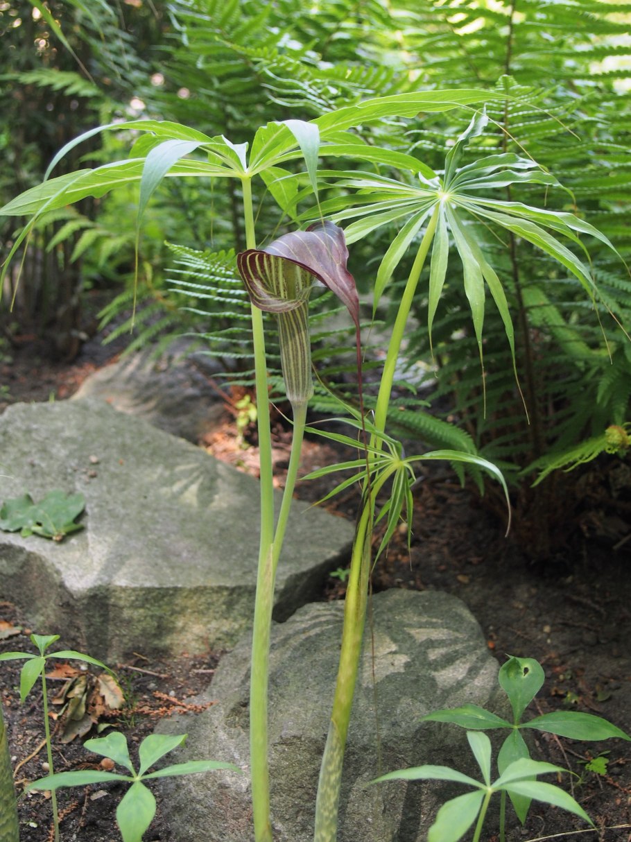 Цветок Аризема фото или Лилия-Кобра