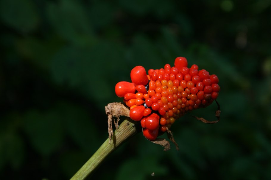 Трава на Курильских островах вызывающая аллергию