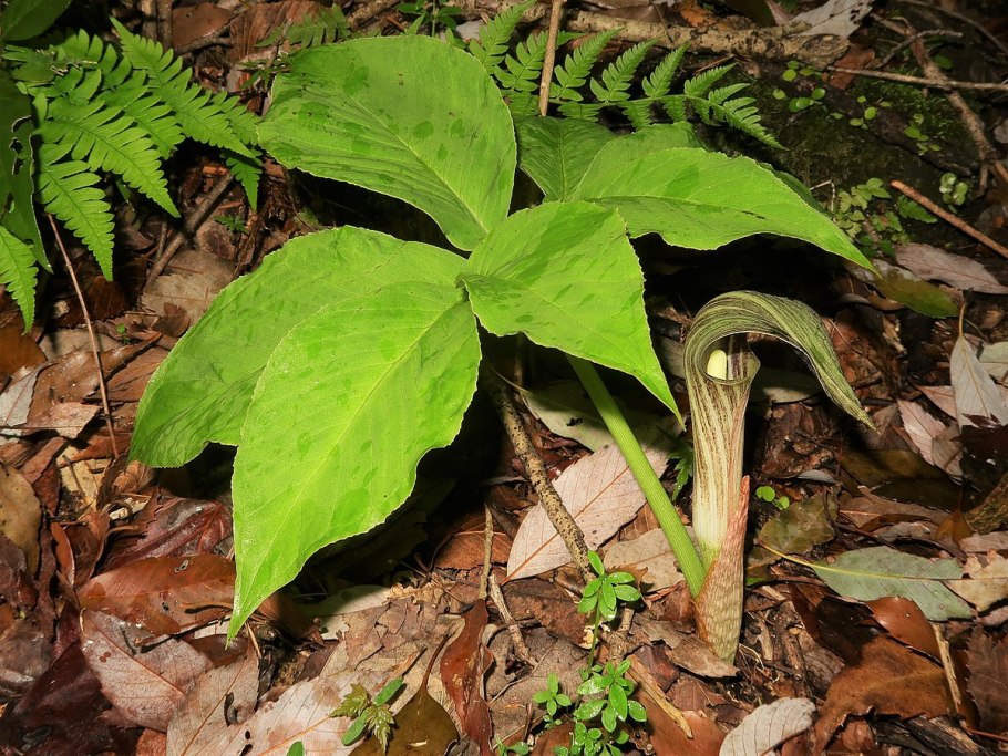 Arisaema ciliatum liubaense